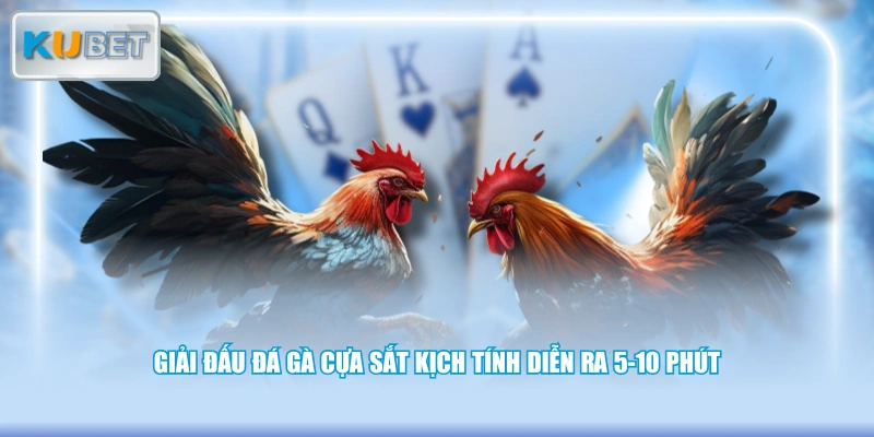 Giải đấu đá gà cựa sắt kịch tính diễn ra 5-10 phút