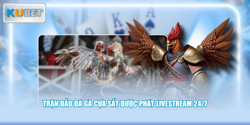 Trận đấu đá gà cựa sắt được phát livestream 24/7